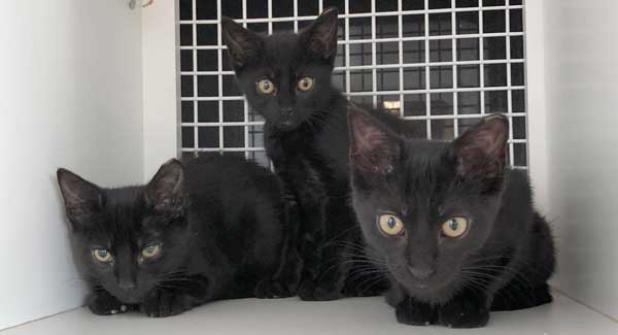 Minerva, Snape and Bellatrix