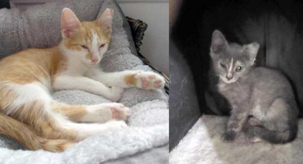 Spice (left) and Dahlia (photos submitted)