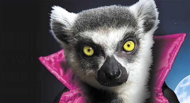 photo from spooktacular.jacksonvillezoo.org
