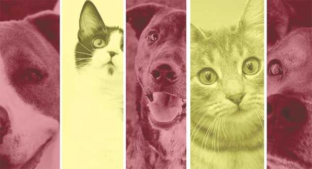 Adopt a pet. (photo submitted)