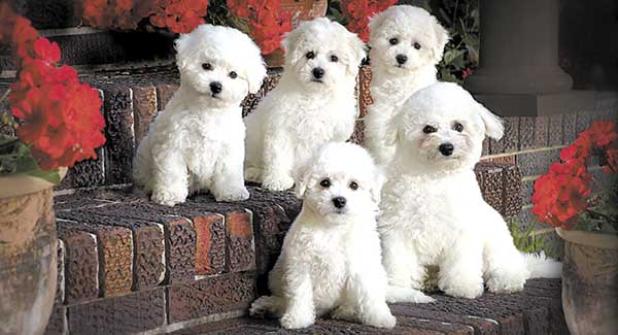 Michael Joseph will present a program on pet photography. (photo by Michael Joseph)