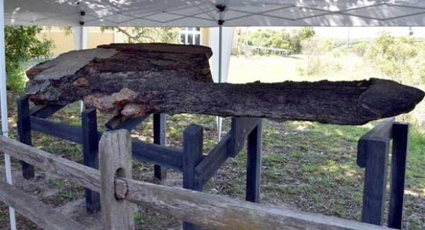 The historical rudder was uncovered three miles from the GTM Research reserve on a Vilano Beach shore. (photo via GTM Reserve Reserve)