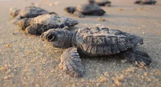 Less beach activity means a higher likelihood of a successful sea turtle nesting season.