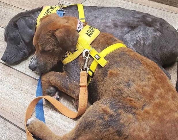 Stormy and Sunny are looking for "furever" homes. (photo submitted)