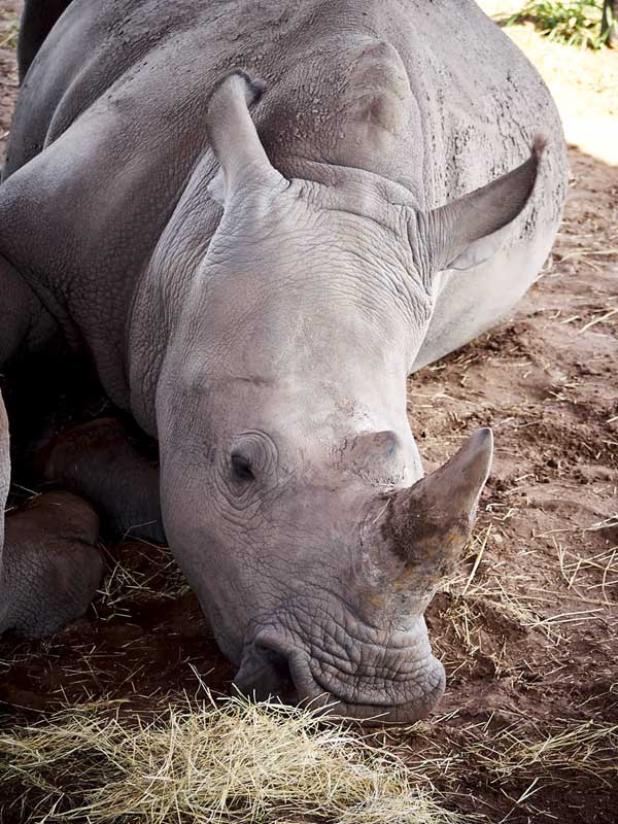 A white rhino at White Oaks Plantation. (photo by Jack Varney)