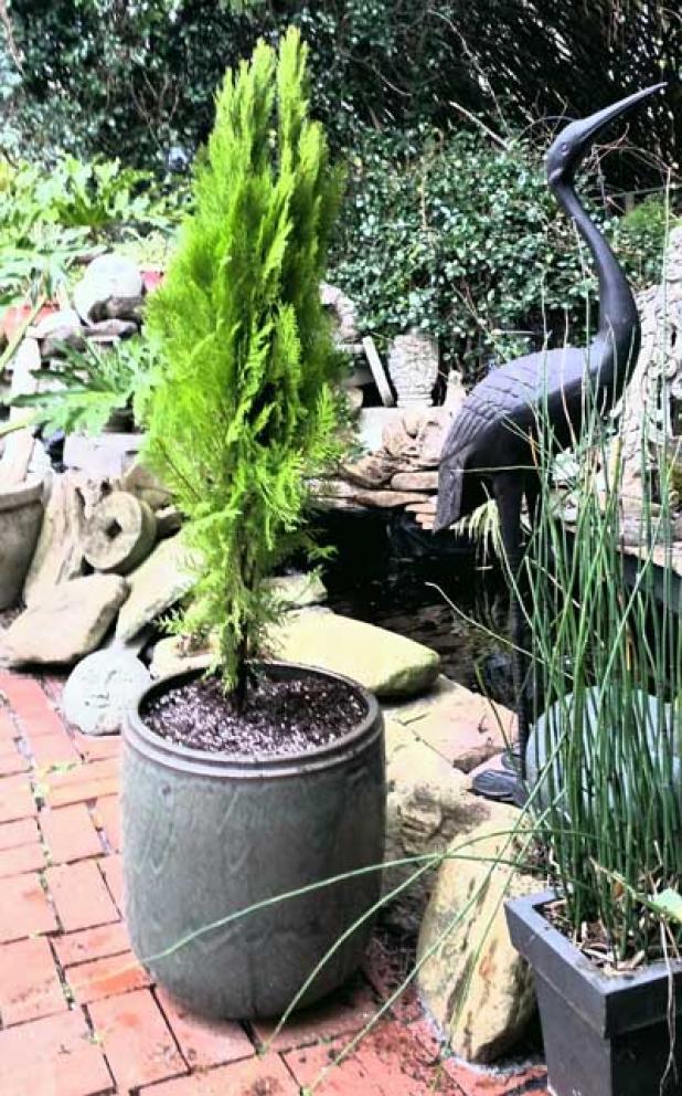 Thuja Blue Cone in a patio container. (photo submitted)