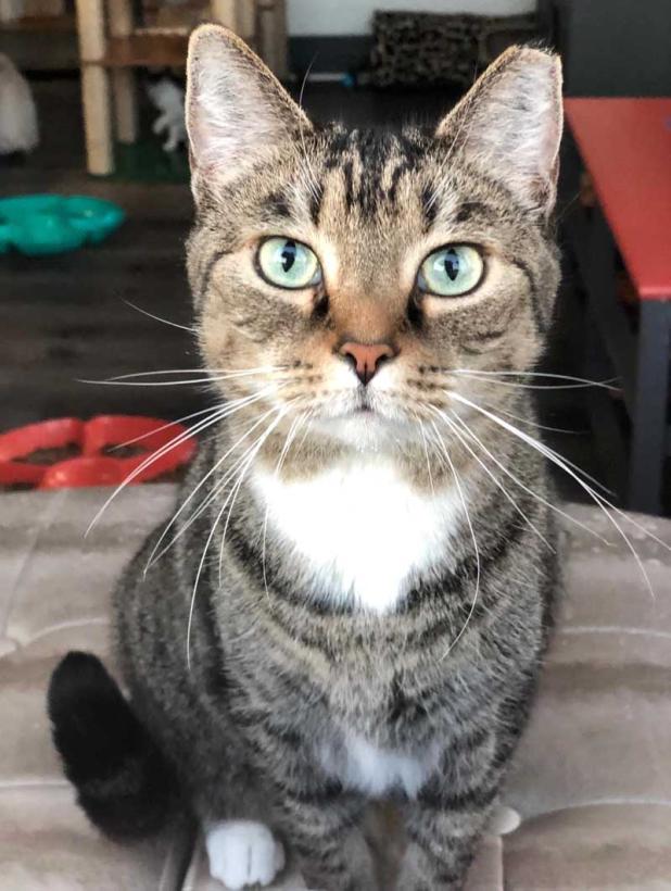Trixie (photo submitted)