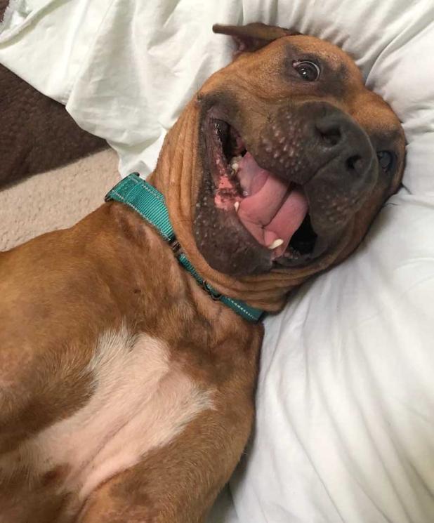 Willie is looking for his new "furever" home. (photo submitted)
